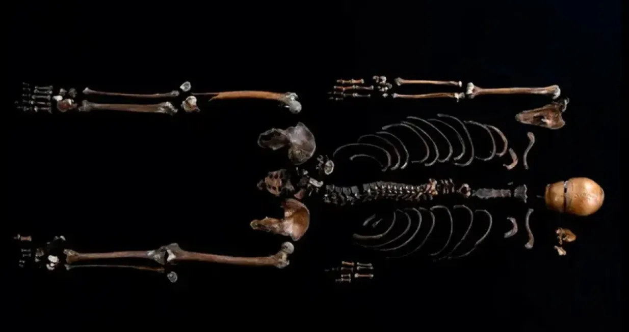 Foto: Åge Hojem NTNU Vitenskapsmuseet via IFLScience/