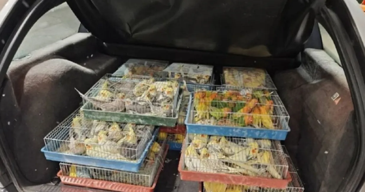 Ptice su pronađene zatvorene u 18 prepunih kaveza/Carina Srbije/