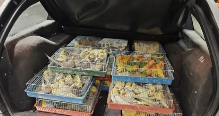 Ptice su pronađene zatvorene u 18 prepunih kaveza/Carina Srbije/
