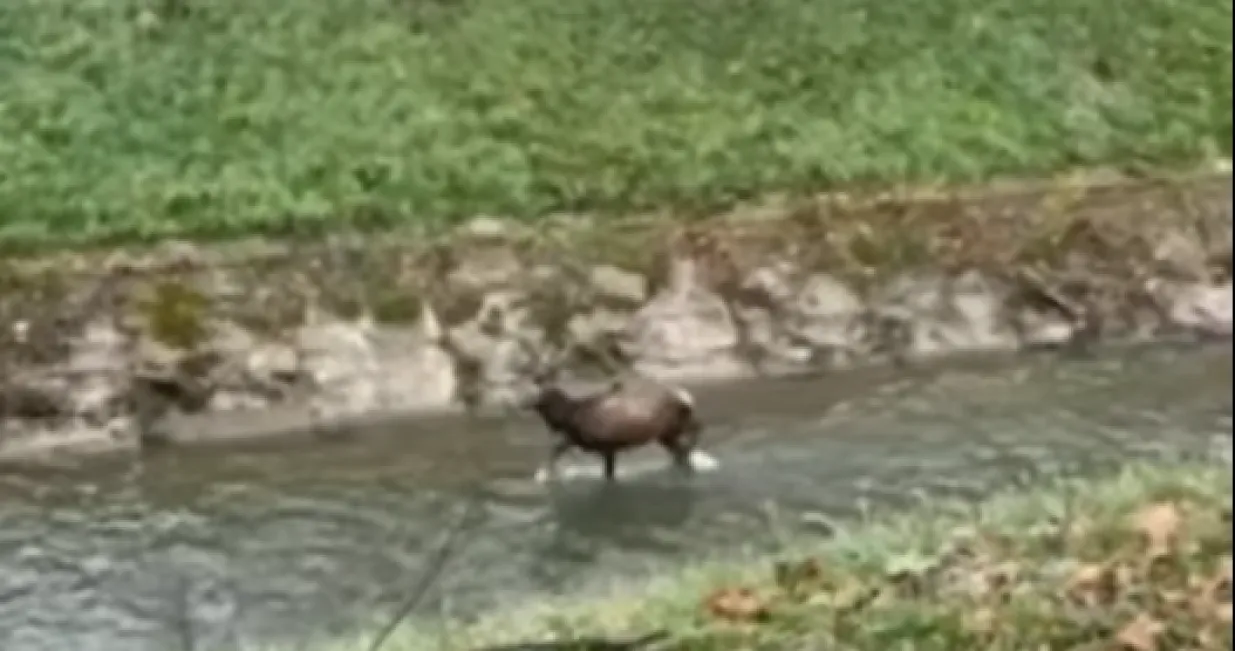 Jelen prošetao Tuzlom, bio u koritu rijeke Jale/