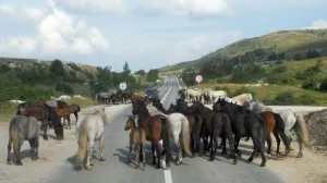 Divlji Konji, cesta, konji na cesti, Livno/Livnoonline/