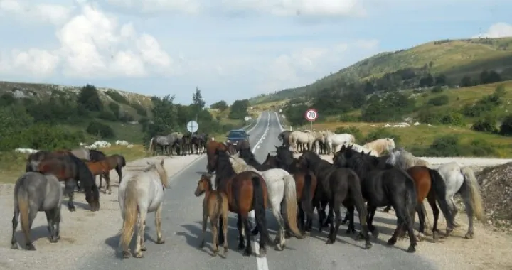 Divlji Konji, cesta, konji na cesti, Livno/Livnoonline/