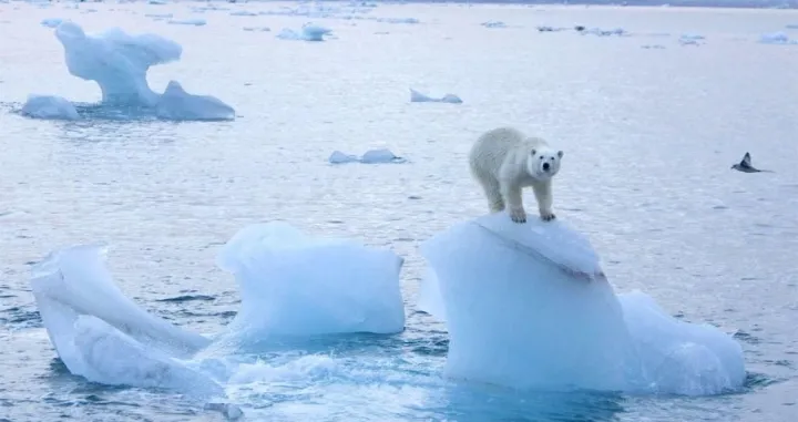 Polarni medvjed na Arktiku/