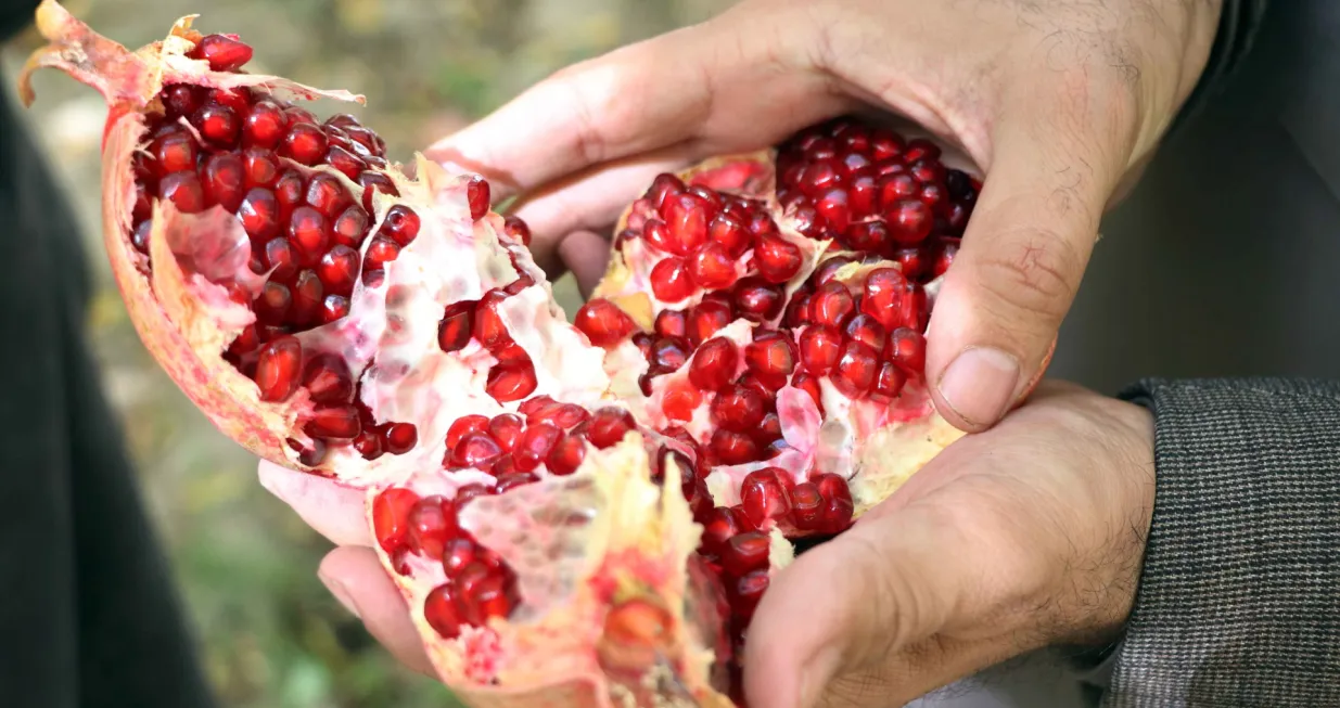 epa08780397 An Afghan boy shows harvested pomegranate for export in Kandahar, Afghanistan, 28 October 2020. Kandahar is famous all over Afghanistan for its high quality pomegranates, which are now being exported to different countries. EPA/MUHAMMAD SADIQ/Muhammad Sadiq