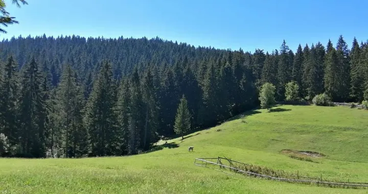 Borova šuma/Ilustracija/Fena/