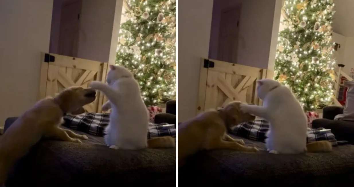 "Sukob" mačka i psa postao je hit na TikToku/Mariah Steele