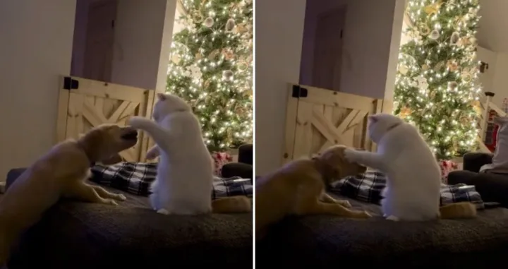 "Sukob" mačka i psa postao je hit na TikToku/Mariah Steele