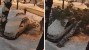 Snijeg, Banja Luka, palo drvo, izbjegnuta tragedija/Namik Šahinpašić