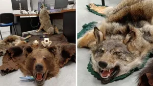 Oduzeta preparirane životinje/Carina Hrvatska/