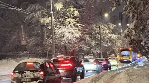 Sarajevo, snijeg, stablo palo na kontaktnu trolejbusnu mrežu/N1