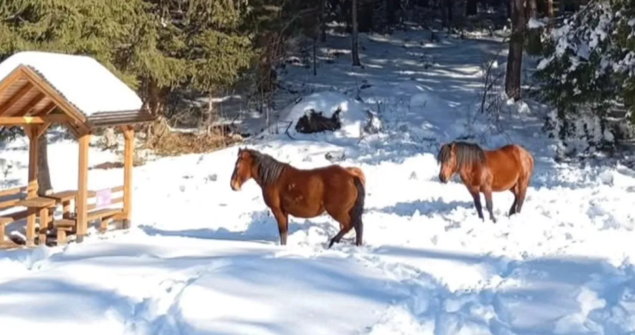 divlji konji, trebević, planina, snijegKantonalna javna ustanova za zaštićena prirodna područja Sarajevo//