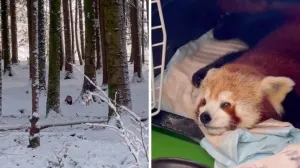 Vraćene su u zoološki vrt/