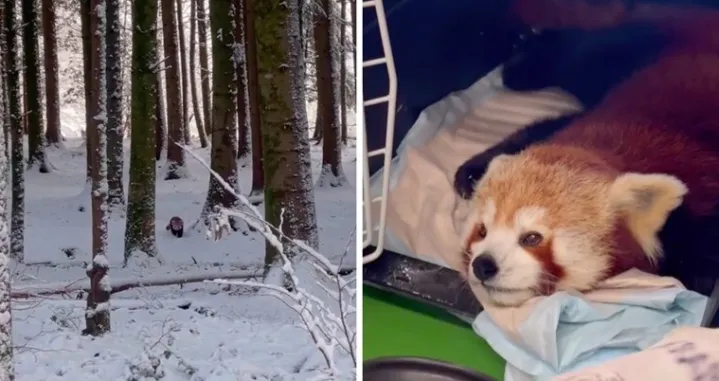 Vraćene su u zoološki vrt/