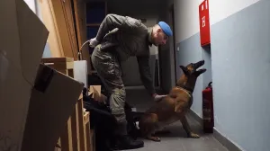 Rea, službeni policijski pas MUP-a KS/Anadolija