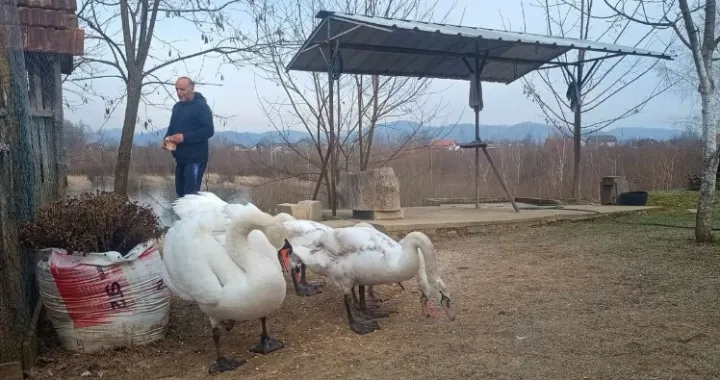 Imanje kod Sanskog Mosta/Nezavisne/Zlatan Čekić/Zlatan Čekić