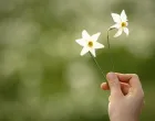 epa09223605 A person holds a Narciissus in a field of white blooming daffodil Narcissus, during a spring weather day in Les Pleiades Blonay, above Montreux, Switzerland, 23 May 2021. The meadows of narcissus, also known as the 'Snow of May', with the emblematic flowers of the Vaud Riviera, above the Lake of Geneva are in constant decrease. EPA/LAURENT GILLIERON/Laurent Gillieron