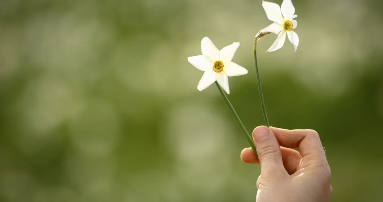 epa09223605 A person holds a Narciissus in a field of white blooming daffodil Narcissus, during a spring weather day in Les Pleiades Blonay, above Montreux, Switzerland, 23 May 2021. The meadows of narcissus, also known as the 'Snow of May', with the emblematic flowers of the Vaud Riviera, above the Lake of Geneva are in constant decrease. EPA/LAURENT GILLIERON/Laurent Gillieron