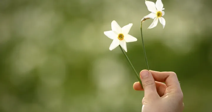 epa09223605 A person holds a Narciissus in a field of white blooming daffodil Narcissus, during a spring weather day in Les Pleiades Blonay, above Montreux, Switzerland, 23 May 2021. The meadows of narcissus, also known as the 'Snow of May', with the emblematic flowers of the Vaud Riviera, above the Lake of Geneva are in constant decrease. EPA/LAURENT GILLIERON/Laurent Gillieron