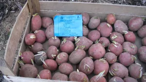 Naklijavanje krompira/