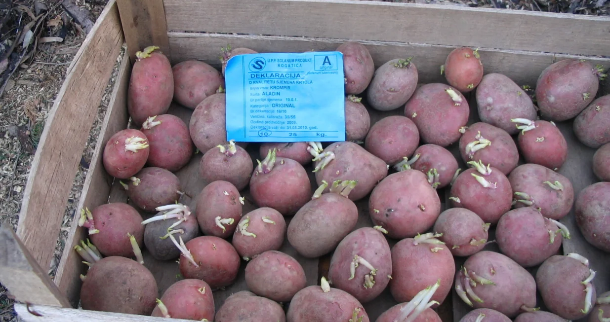 Naklijavanje krompira/