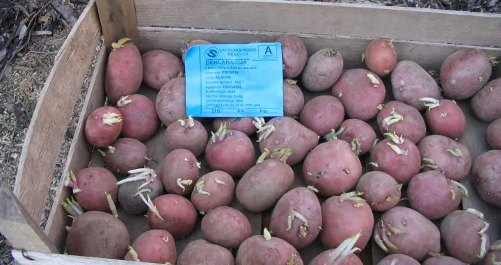 Naklijavanje krompira/