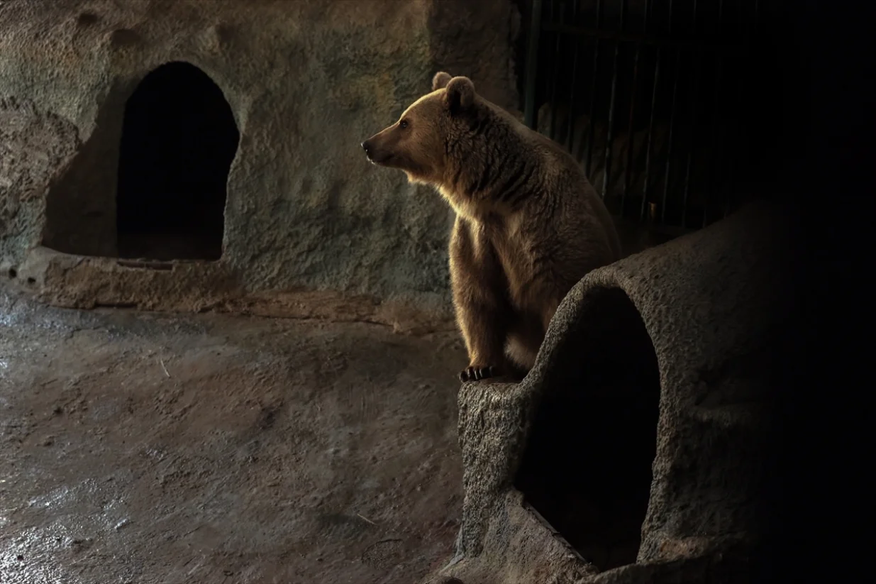 Medvjedi u Turskoj ne spavaju jer im je vruće/Anadolija/Anadolija