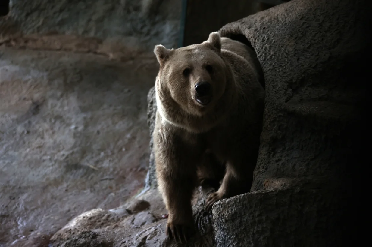 Medvjedi u Turskoj ne spavaju jer im je vruće/Anadolija/Anadolija