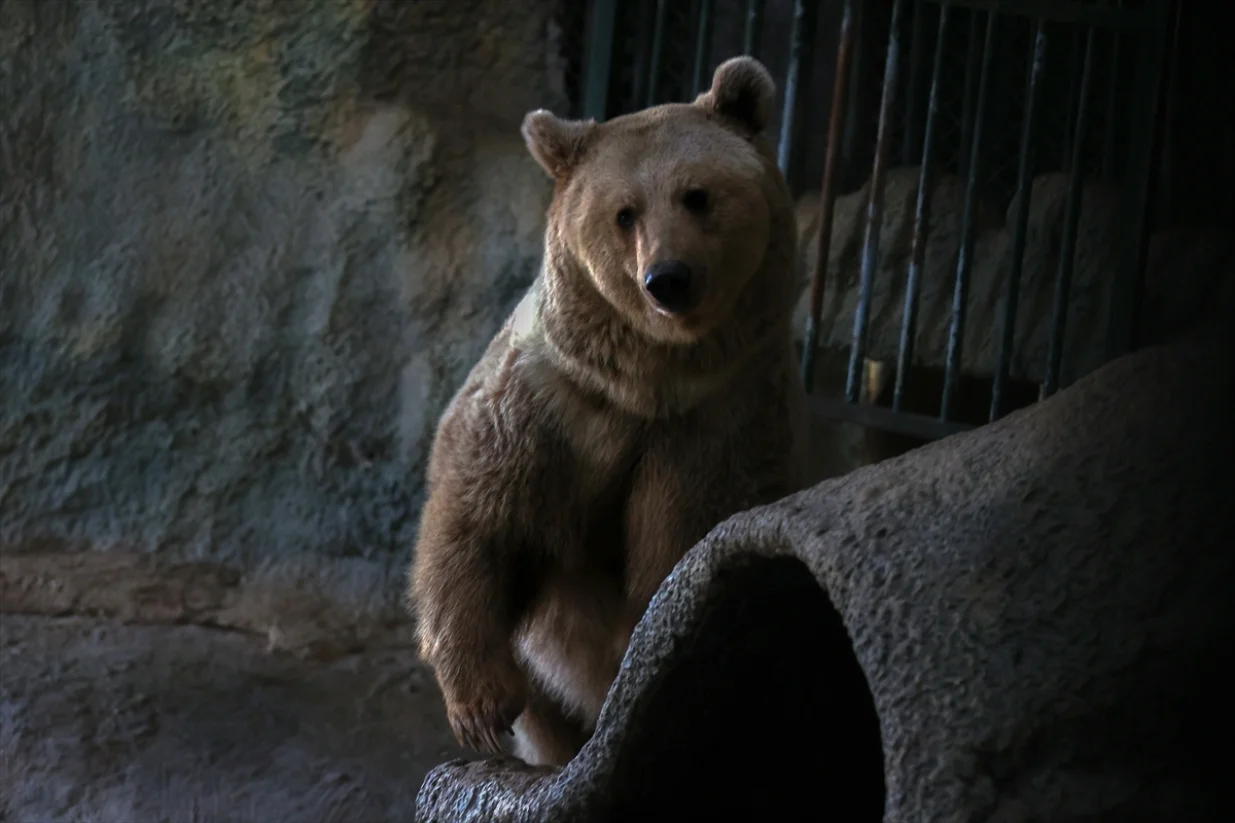 Medvjedi u Turskoj ne spavaju jer im je vruće/Anadolija/Anadolija