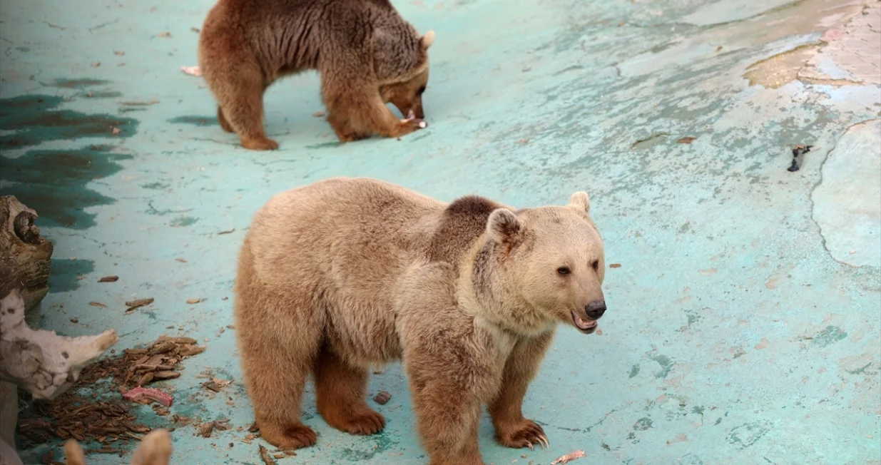 Medvjedi u Turskoj ne spavaju jer im je vruće/Anadolija/Anadolija