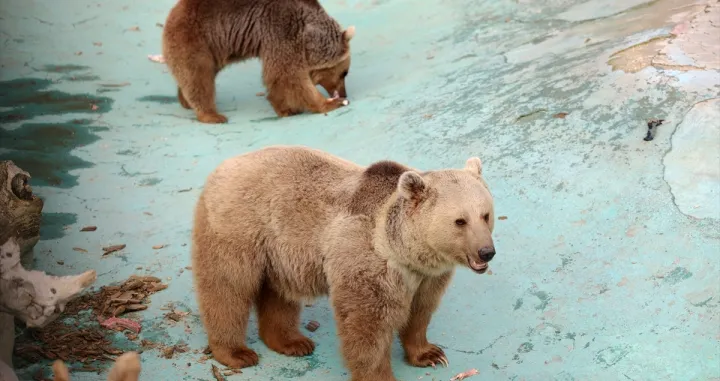 Medvjedi u Turskoj ne spavaju jer im je vruće/Anadolija/Anadolija
