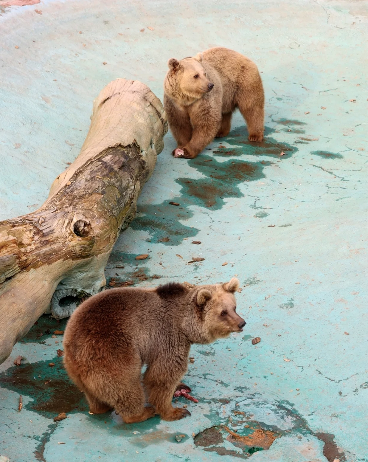 Medvjedi u Turskoj ne spavaju jer im je vruće/Anadolija/Anadolija