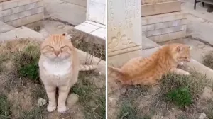 Mačka se ne odvaja od groba vlasnika/Kanal 13