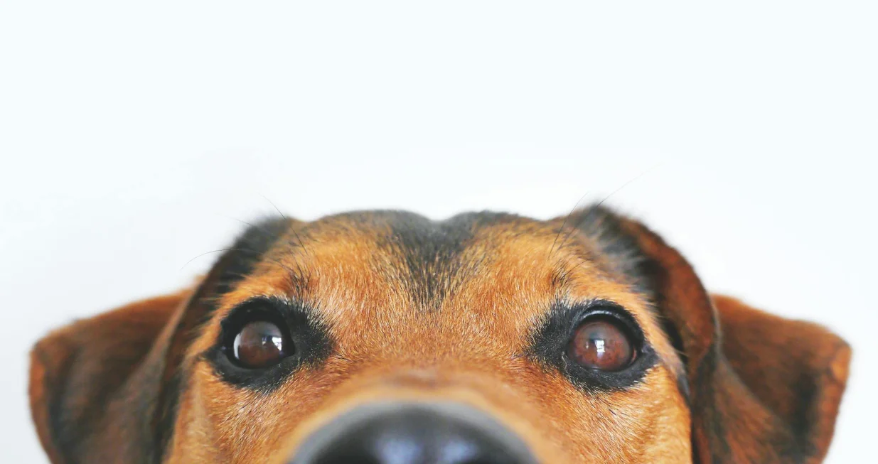 Ilustracija/ Pexels/