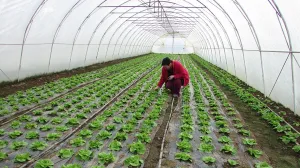 Plastenik, plastenici, poljoprivredna proizvodnja/