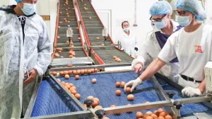 Agreks donji žabar jaja/