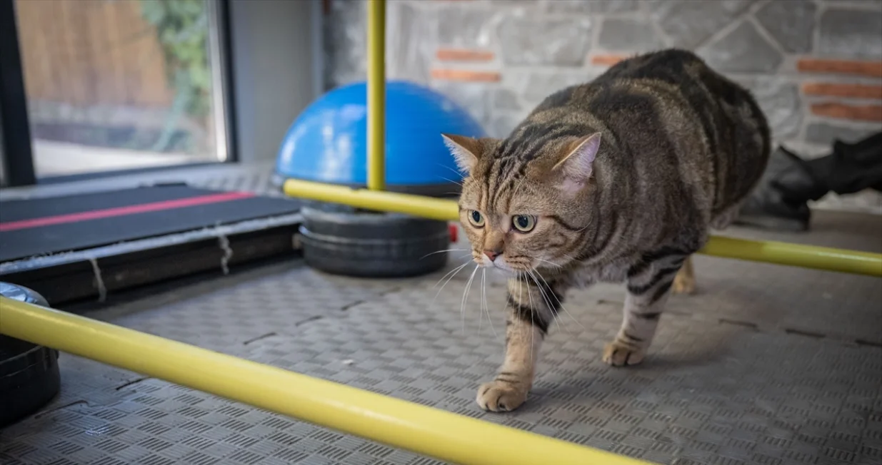 "Simba" se sada liječi/Anadolija/