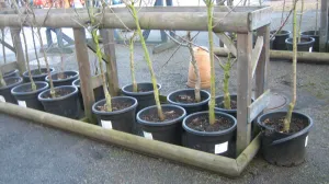 Sadnice uzgojene u kontejnerima/