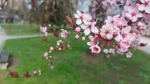 / Lejla Sofradžija/