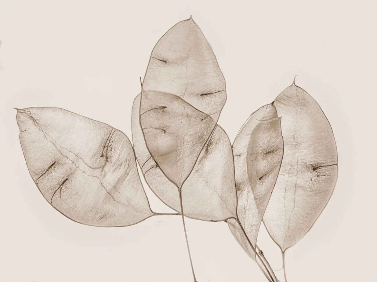 Zrinka Lovrić: Lunaria/Picasa