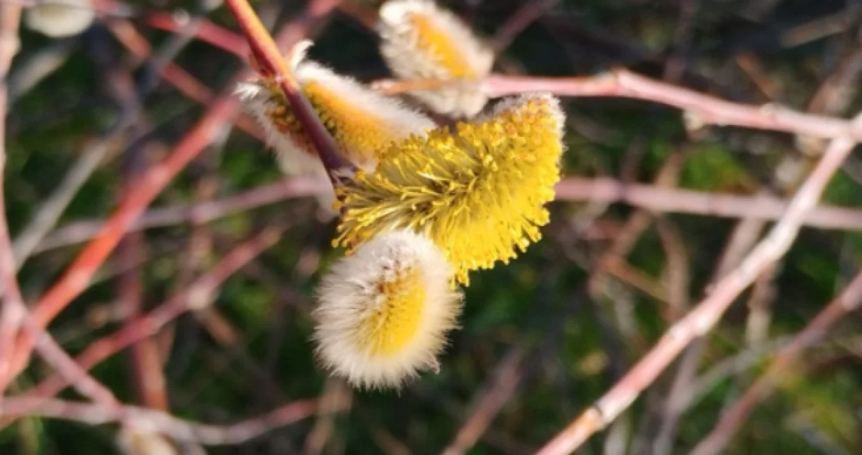 Kaspijska, oštrolisna vrba (Salix acutifolia)//