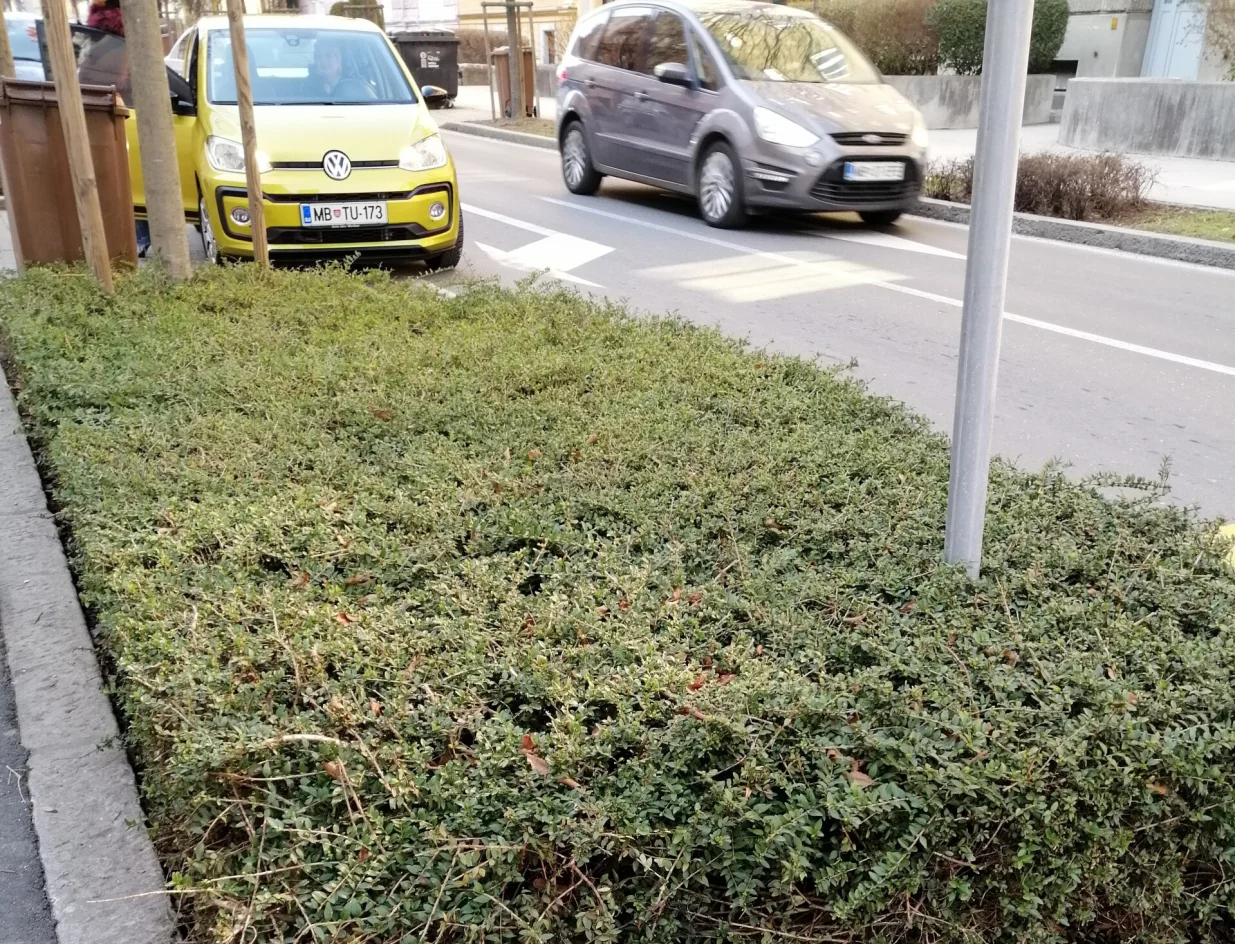 Gredica potpuno prekrivena grmljem u Mariboru/