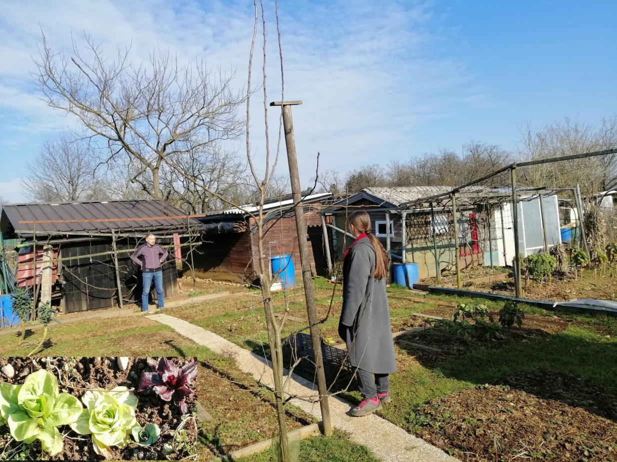 Vrtlari amateri na svojim parcelama već beru radić na periferiji Ljubljane/