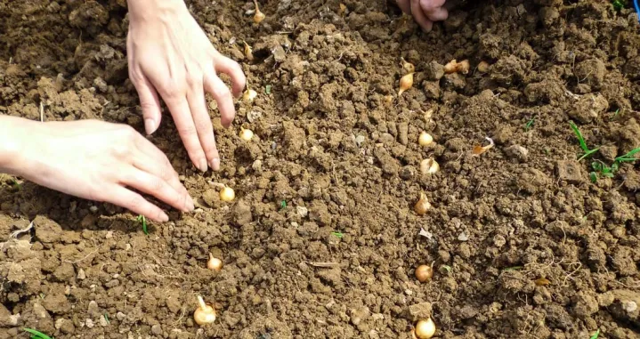 Sadnja luka, sjemenski luk/