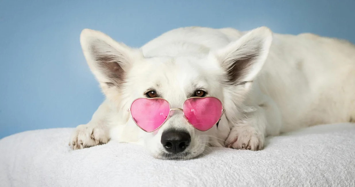 Psi su dobri za zdravlje ljudi/ Pexels/