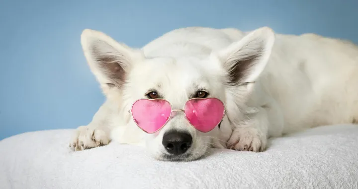 Psi su dobri za zdravlje ljudi/ Pexels/