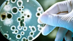 bakterija, plastika/