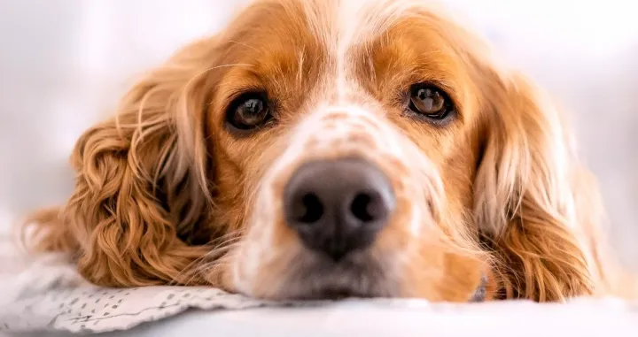 Ilustracija/ Pexels/