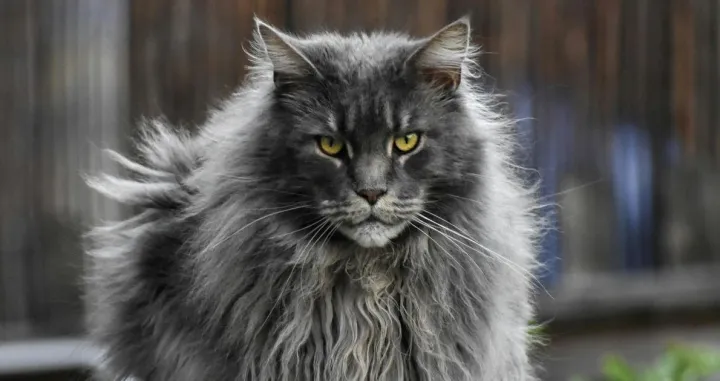 mačaka ilustracija/