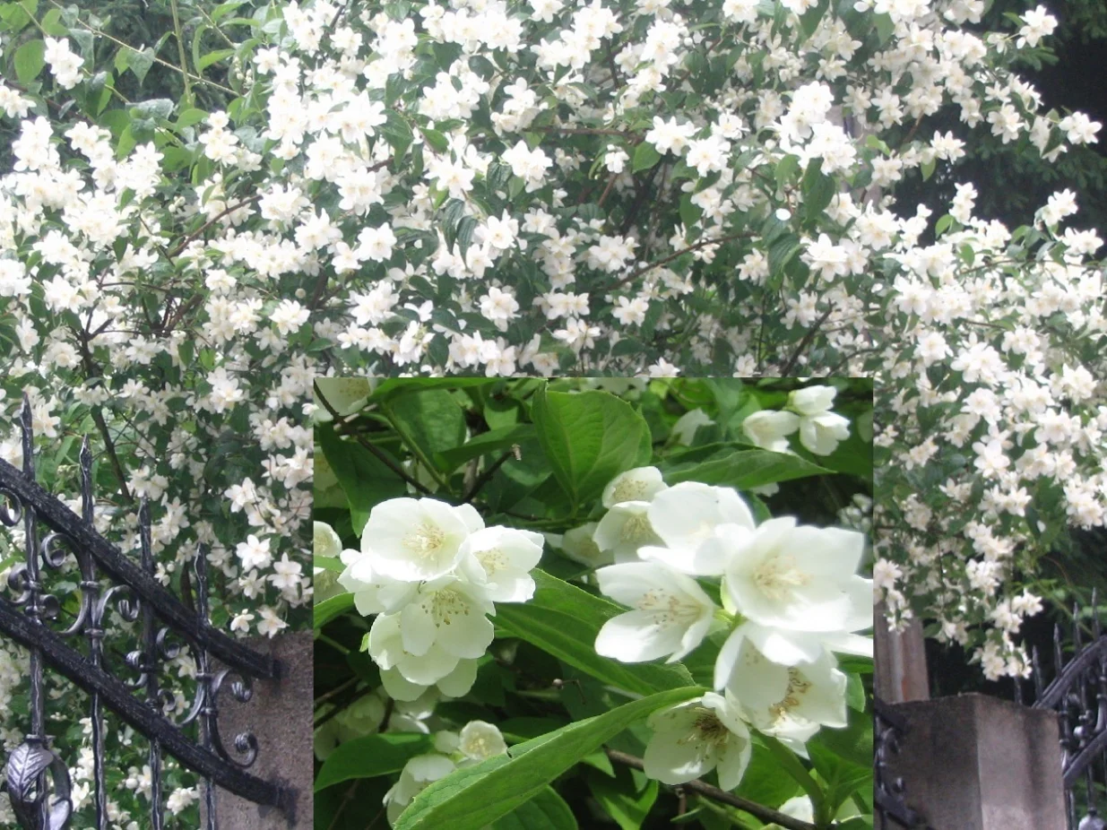 Pajasmin grm i nekoliko cvjetova/