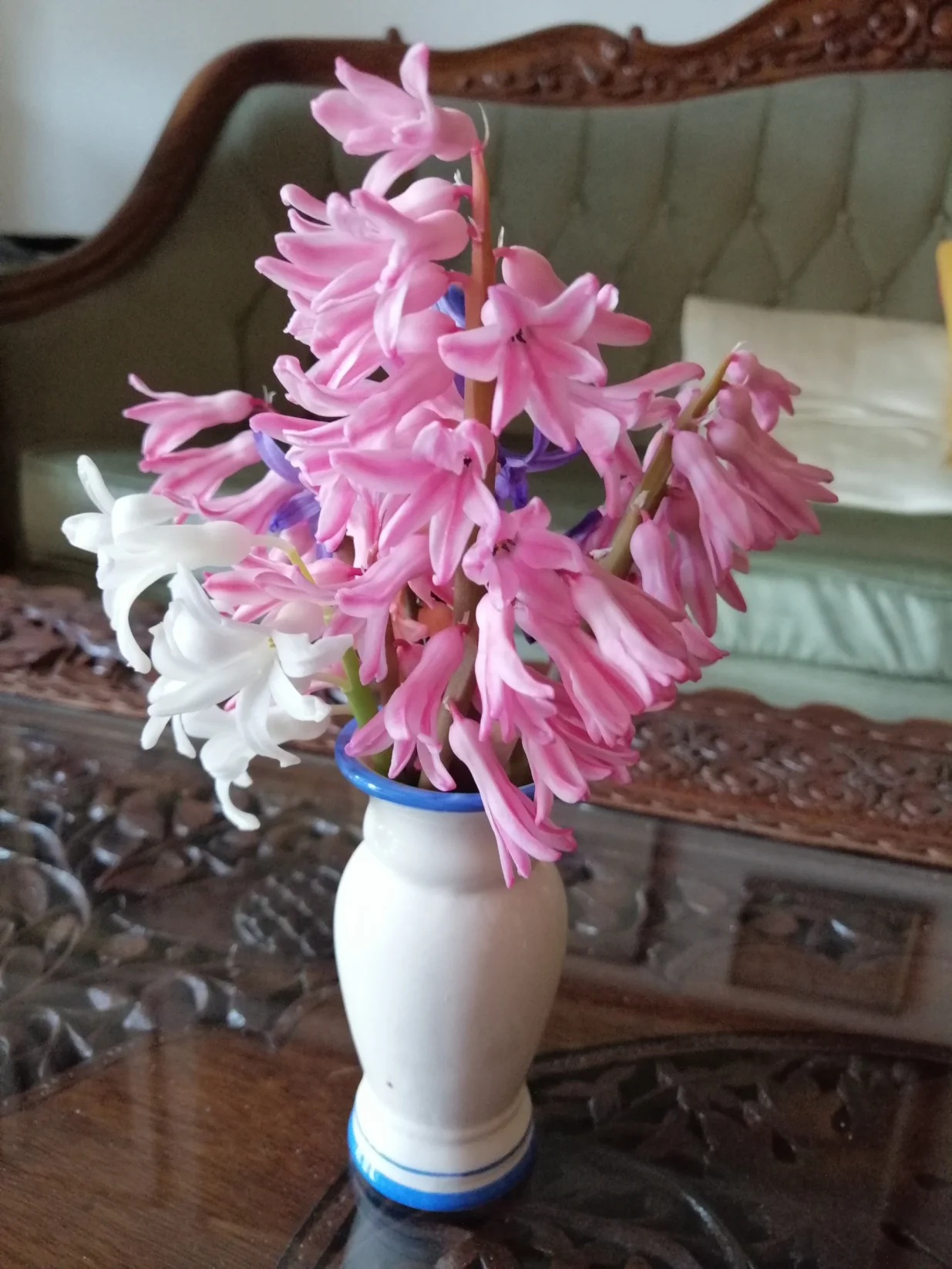 Zumbuli intenzivno mirišu u vrtu i u kući/